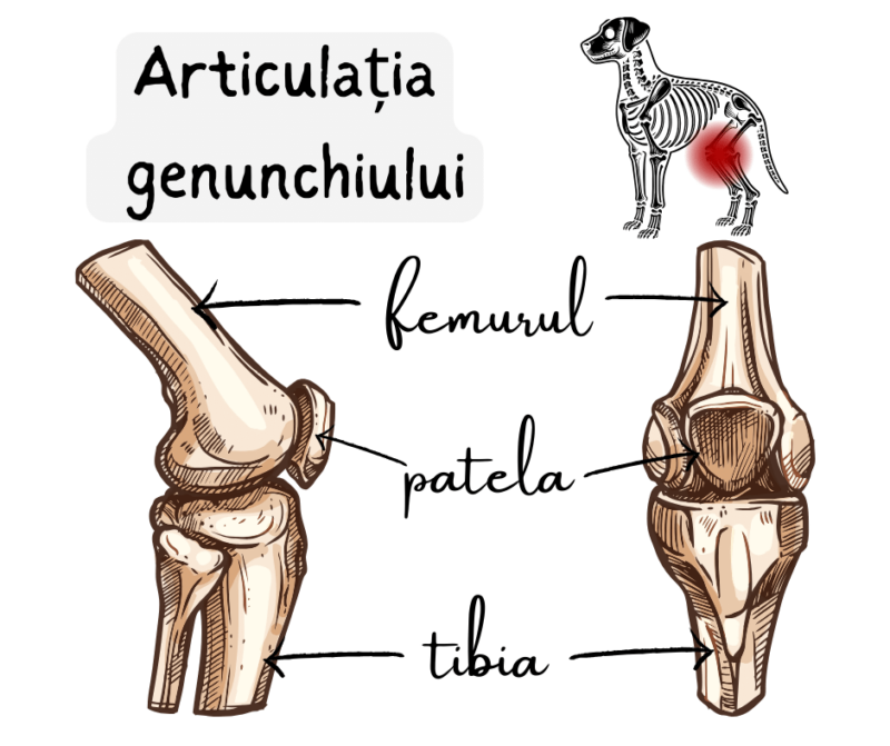 Articulatia genunchiului caine