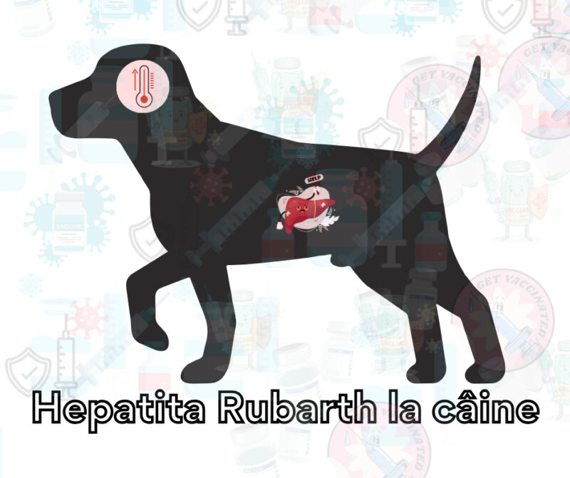 Hepatita Rubarth la caine