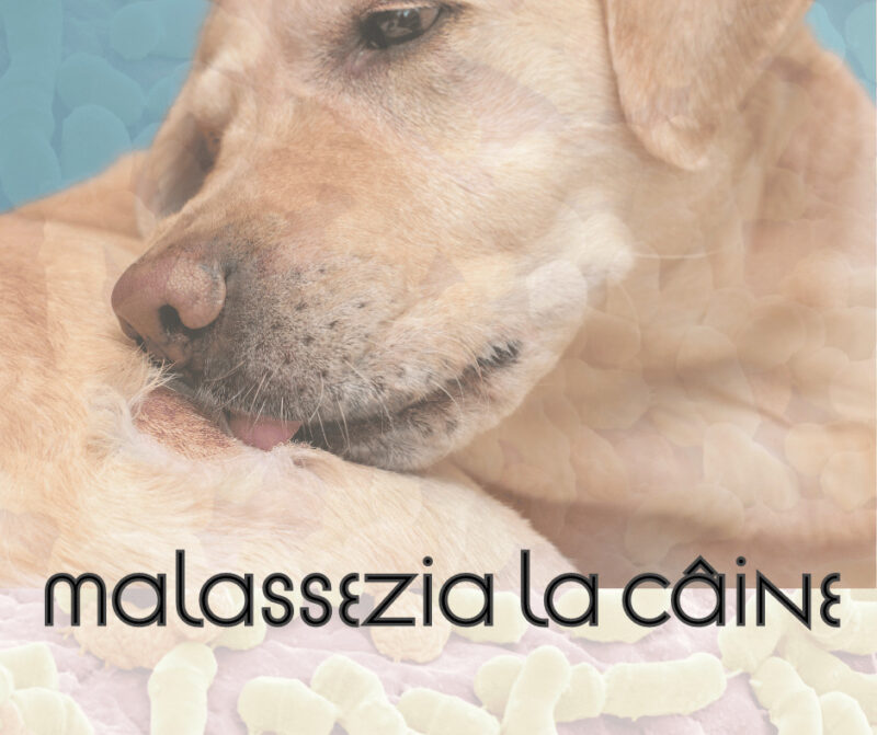 Malassezia la câine