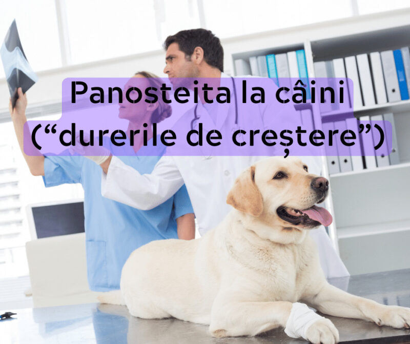 Panosteita la caini (durerea de oase)