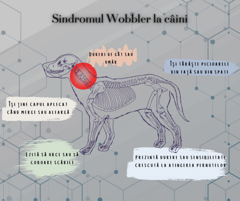 Sindromul Wobbler la câini