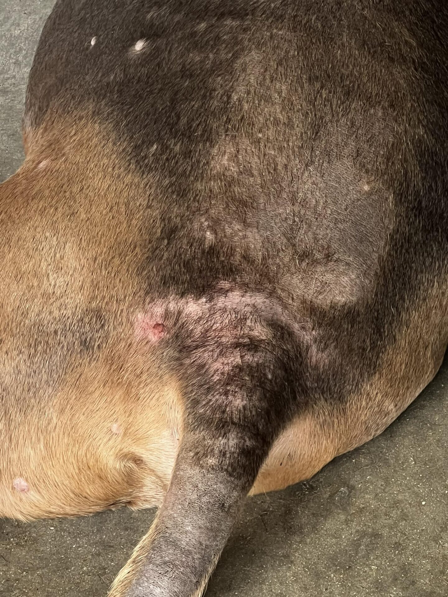 Veterinar la domiciliu Bucuresti