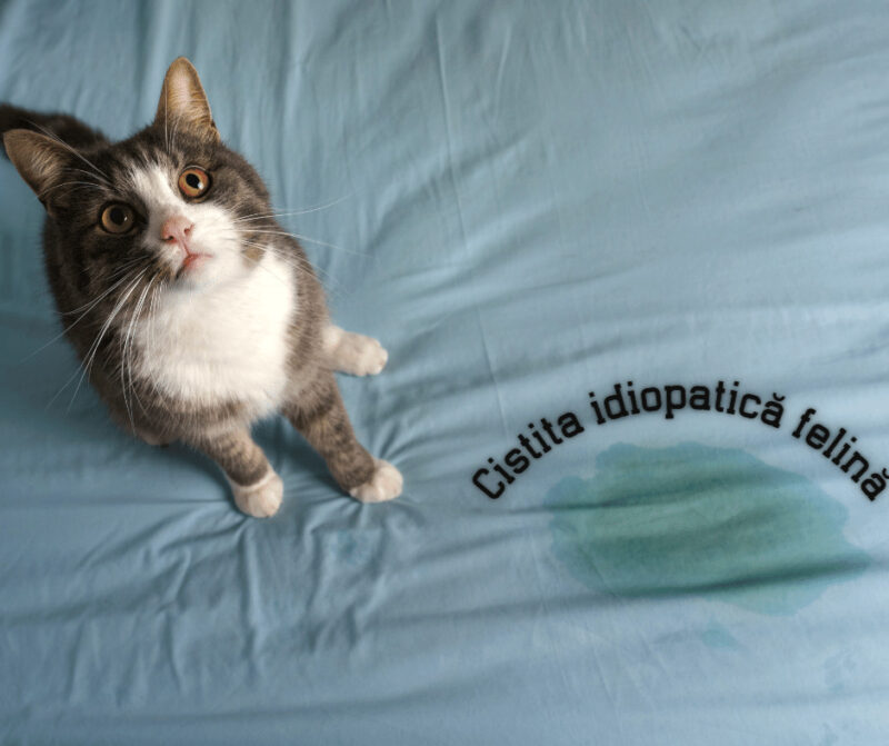 cistita idiopatica felina