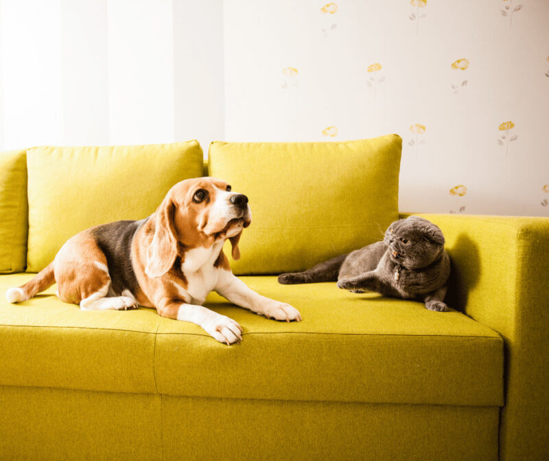 dog person or cat person