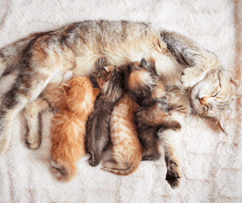 pisica isi mananca puii