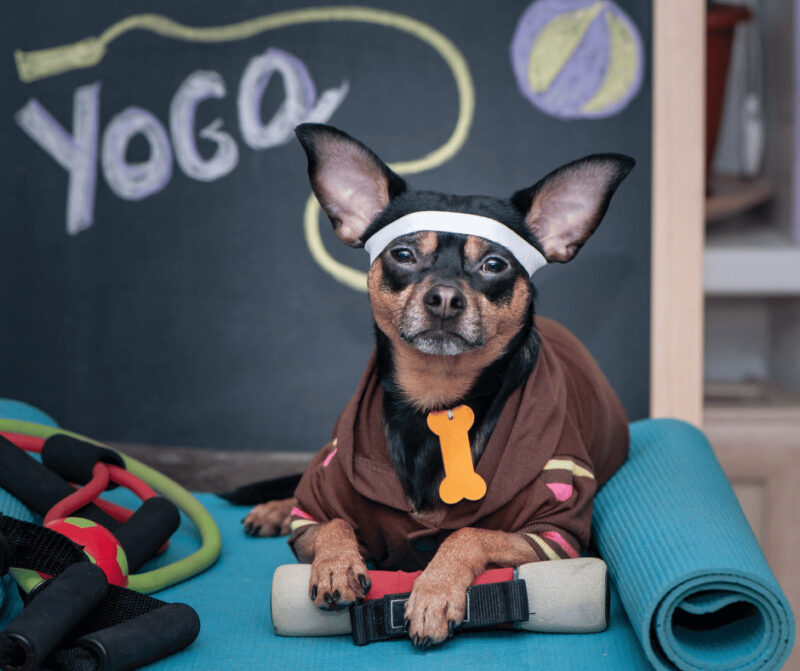 sport caini si pisici exercitii