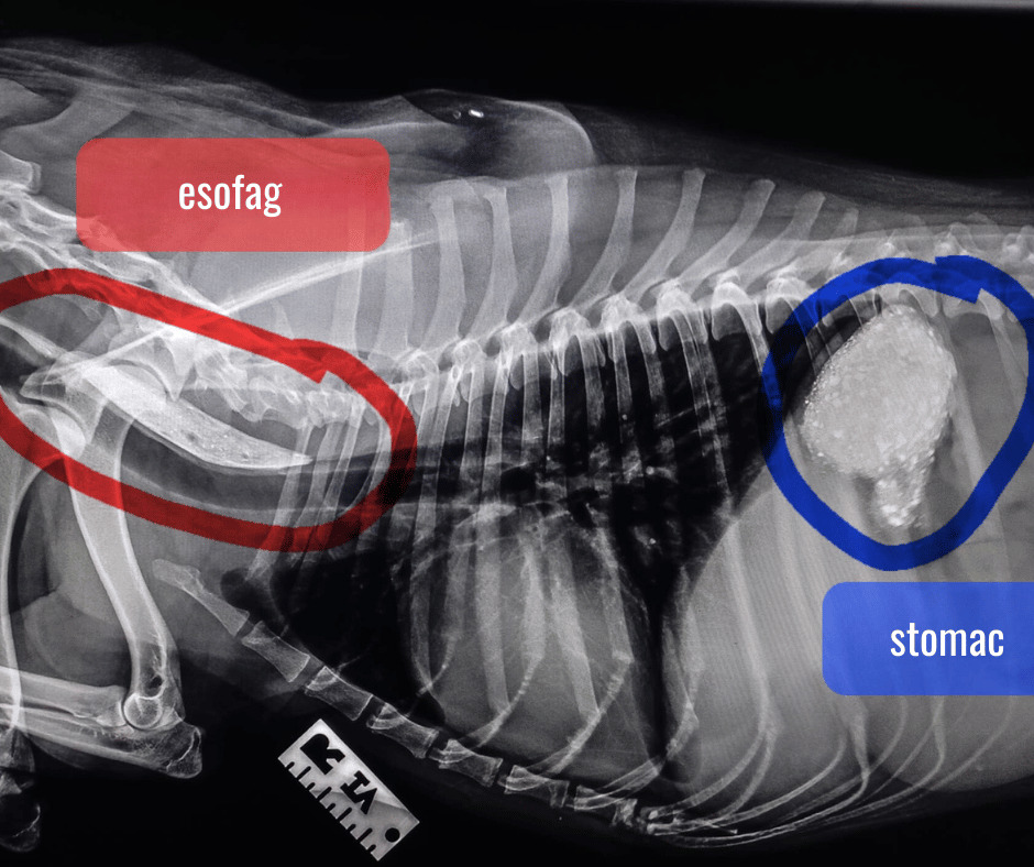 Veterinar la domiciliu Bucuresti