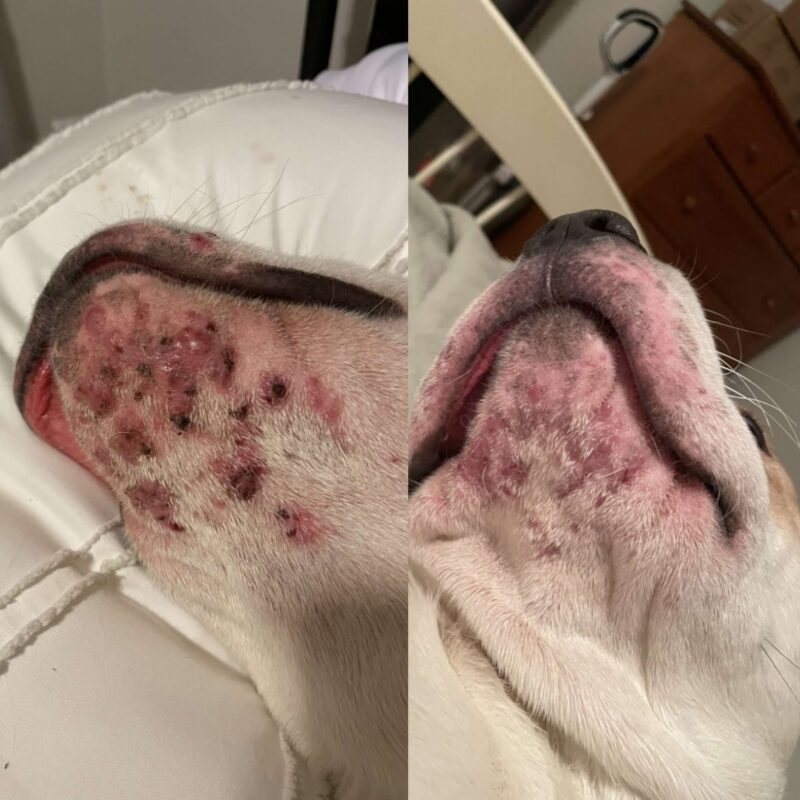 acneea la caini inainte si dupa