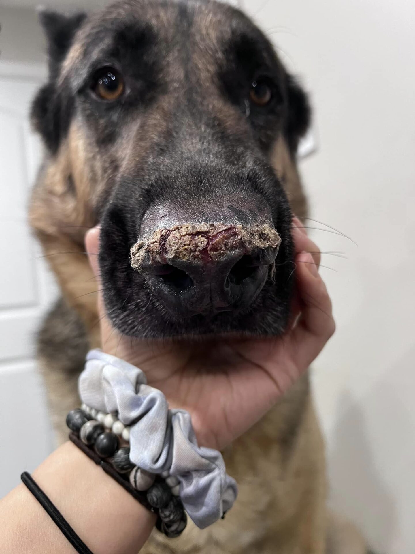 Veterinar la domiciliu Bucuresti