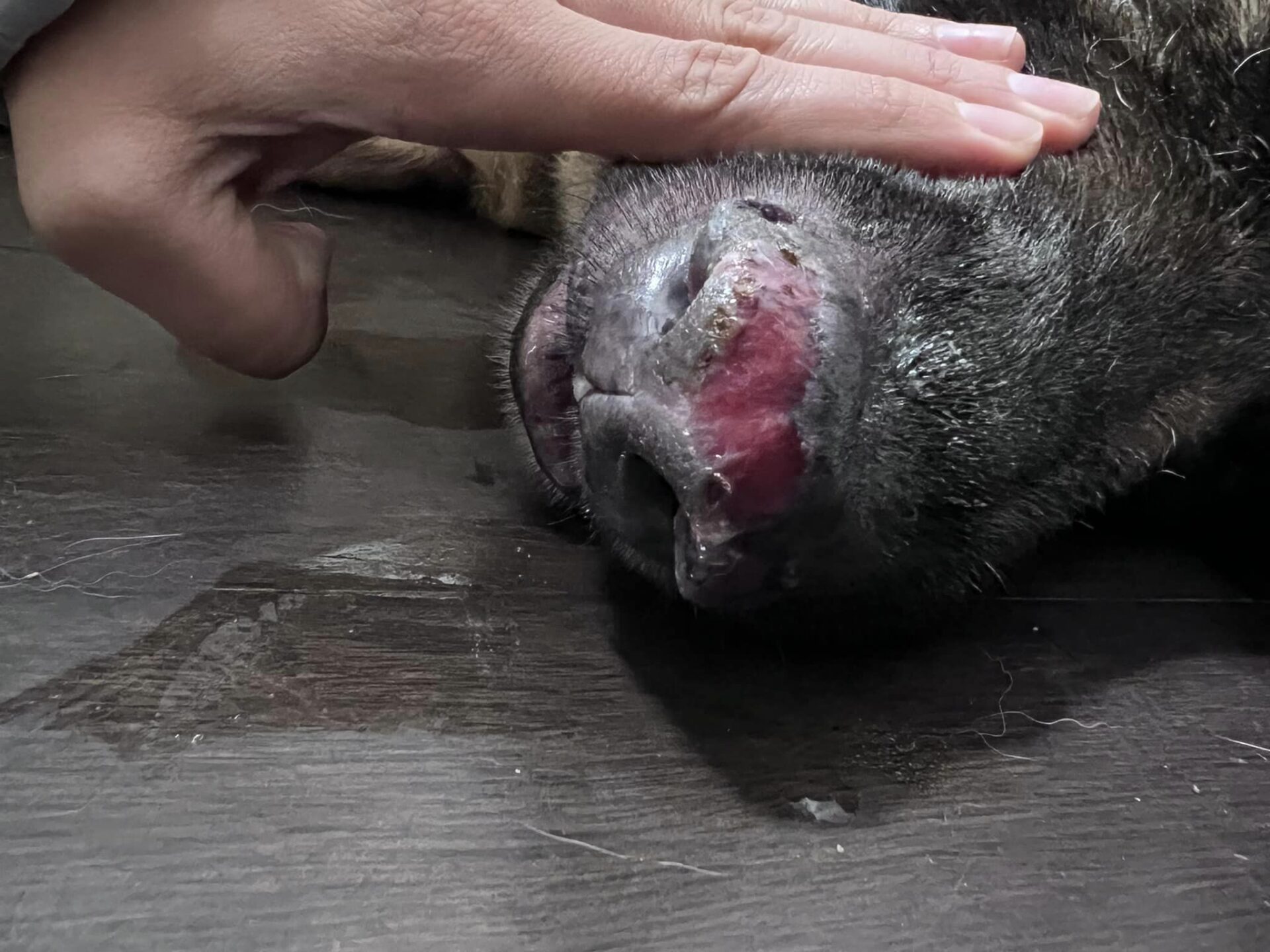 Veterinar la domiciliu Bucuresti