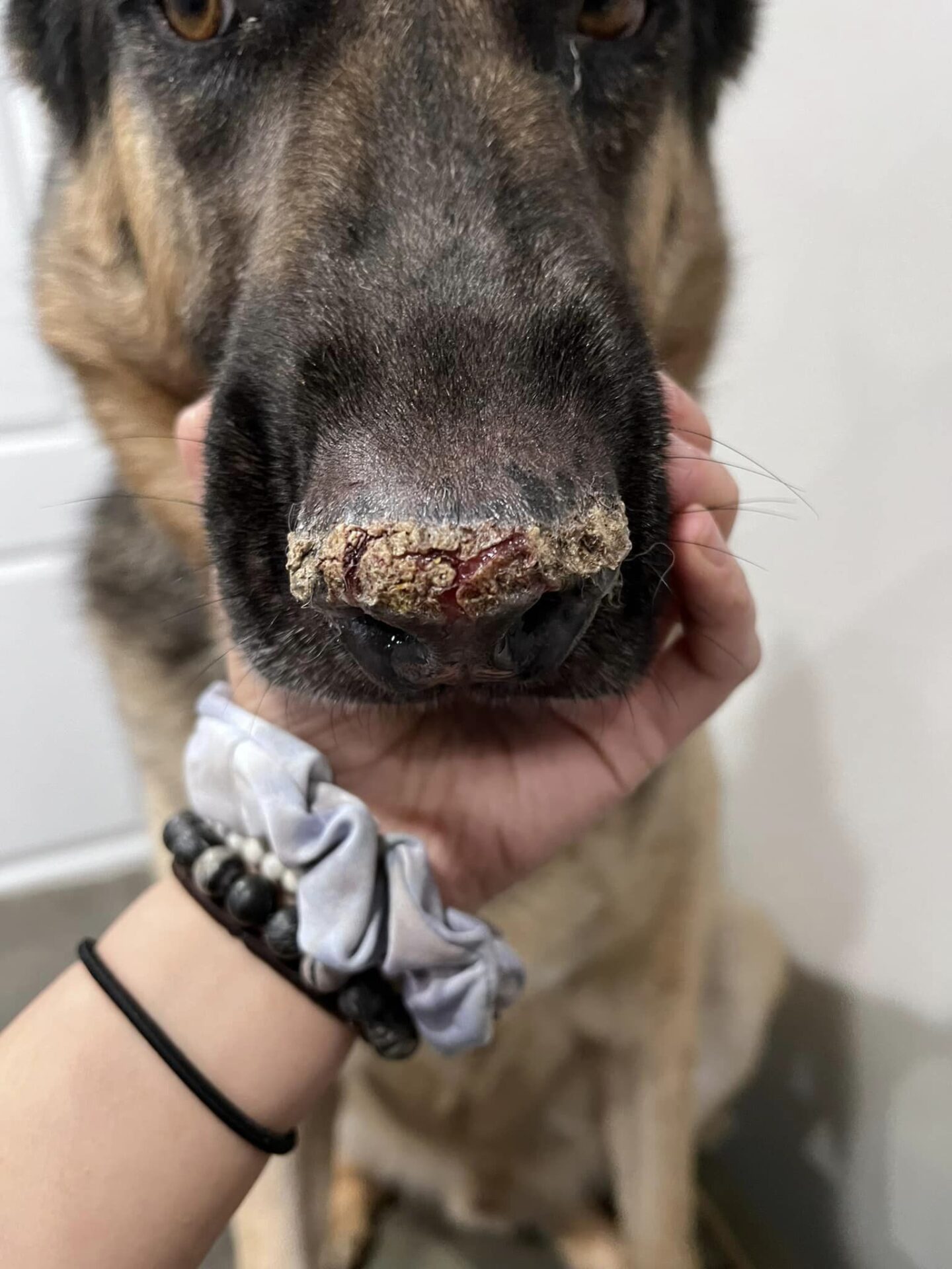 Veterinar la domiciliu Bucuresti