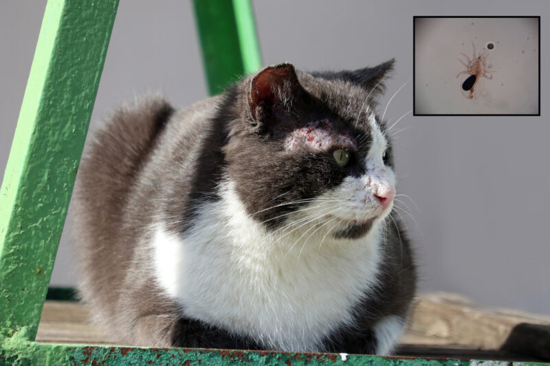 raie sarcoptica pisica