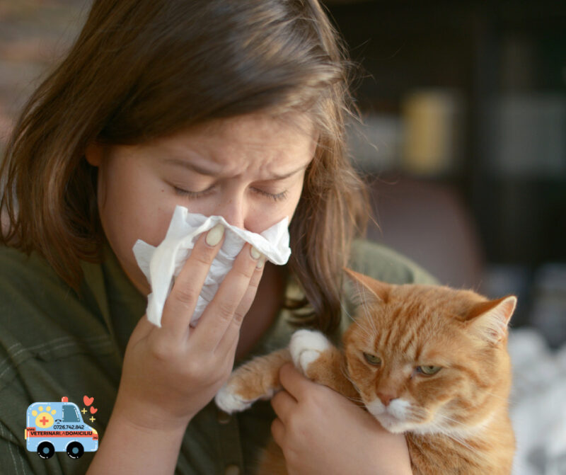 alergia la pisica