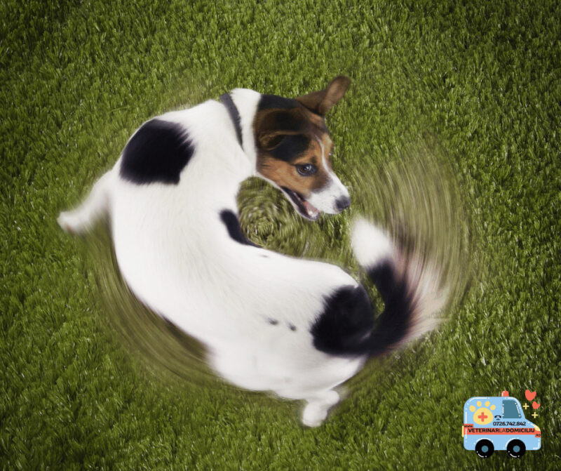 cainele se invarte in cerc