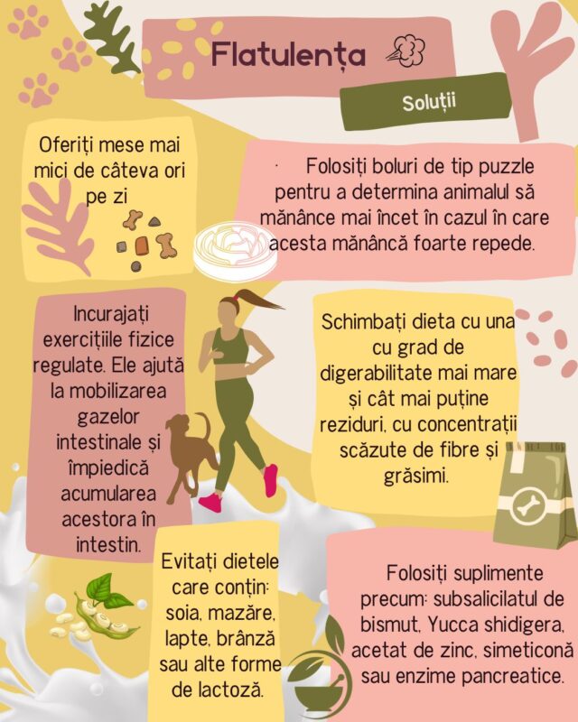 caine pisica cu gaze balonare