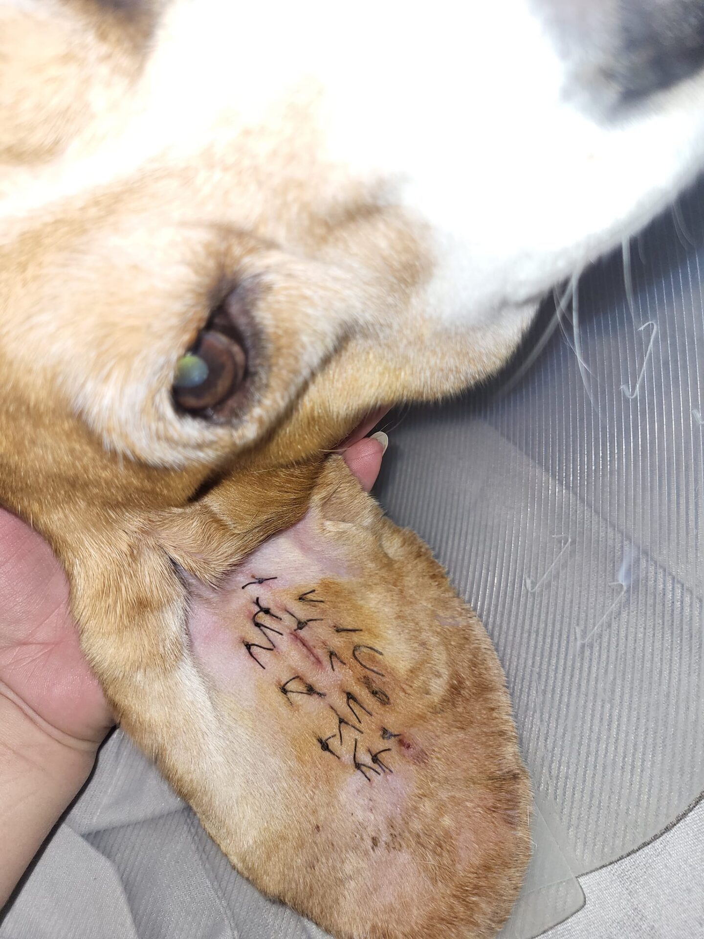 Veterinar la domiciliu Bucuresti