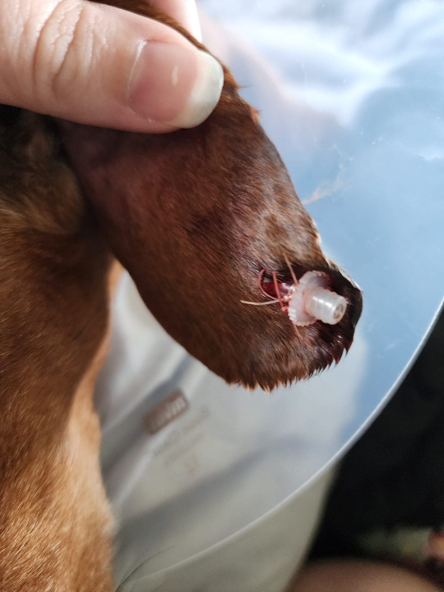 Veterinar la domiciliu Bucuresti