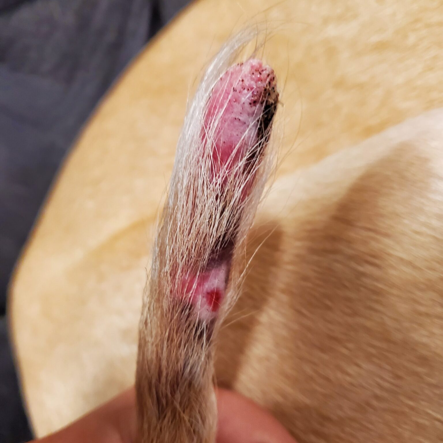 sindromul cozii fericite