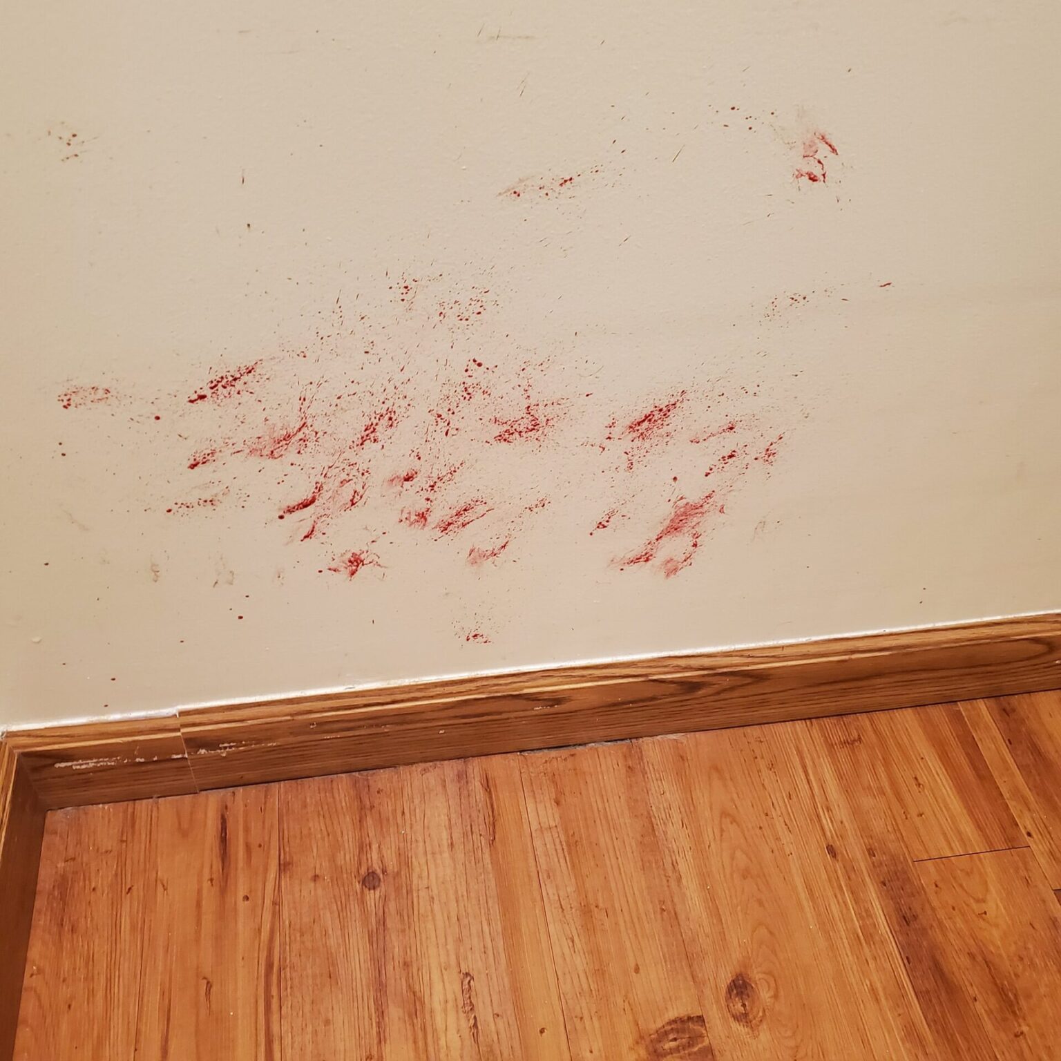 sindromul cozii fericite caine1