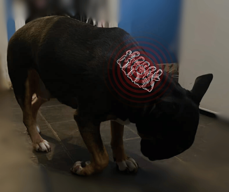 srma caine durere gat