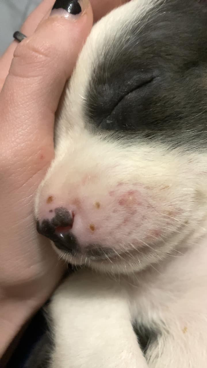 Veterinar la domiciliu Bucuresti