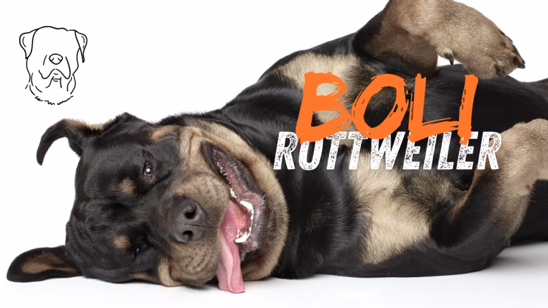 boli rottweiler